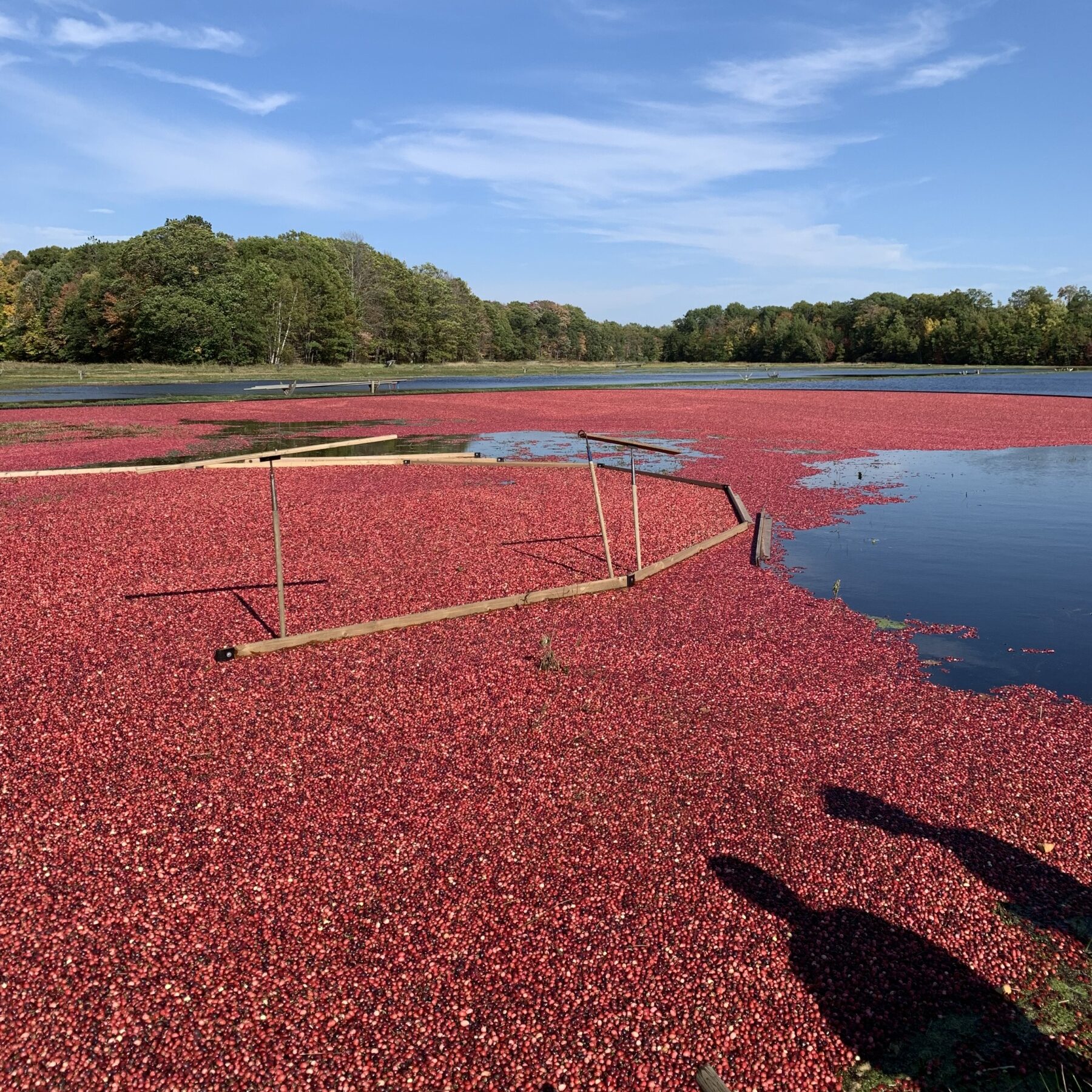 Cranberry harvest