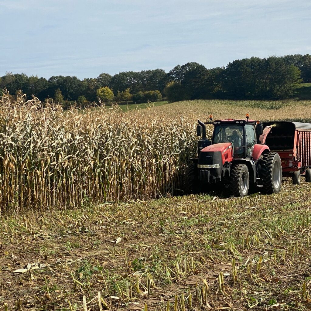 Harvesting corn silage