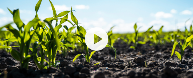 ▶ Watch: Planting Green – spring field check