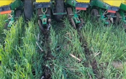 New Video Series: Planting corn and soybean green into cover crops