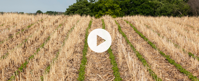 ▶ Watch: Planting Green – establishing the cover crop