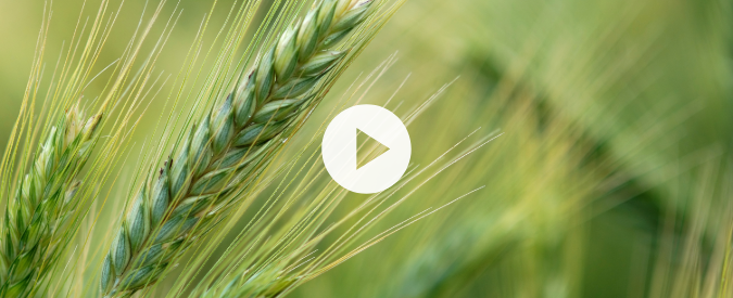 ▶ Watch: Planting Green – fall seeding rye in northern Wisconsin