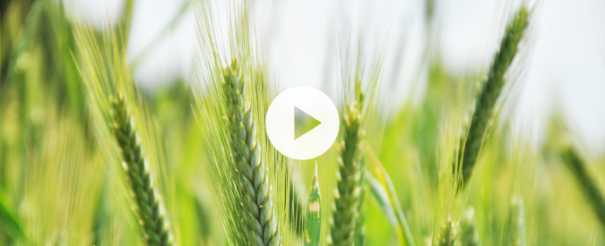 ▶ Watch: Planting Green – fall seeding rye in southern Wisconsin