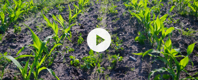 ▶ Watch: Planting Green – weed control considerations