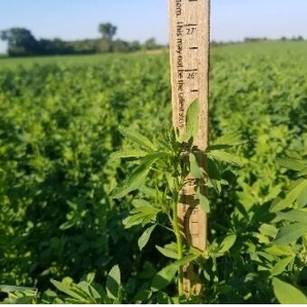 Alfalfa growth being measured