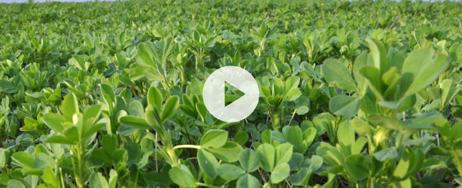 ▶ Watch: Set up for success – alfalfa management strategies