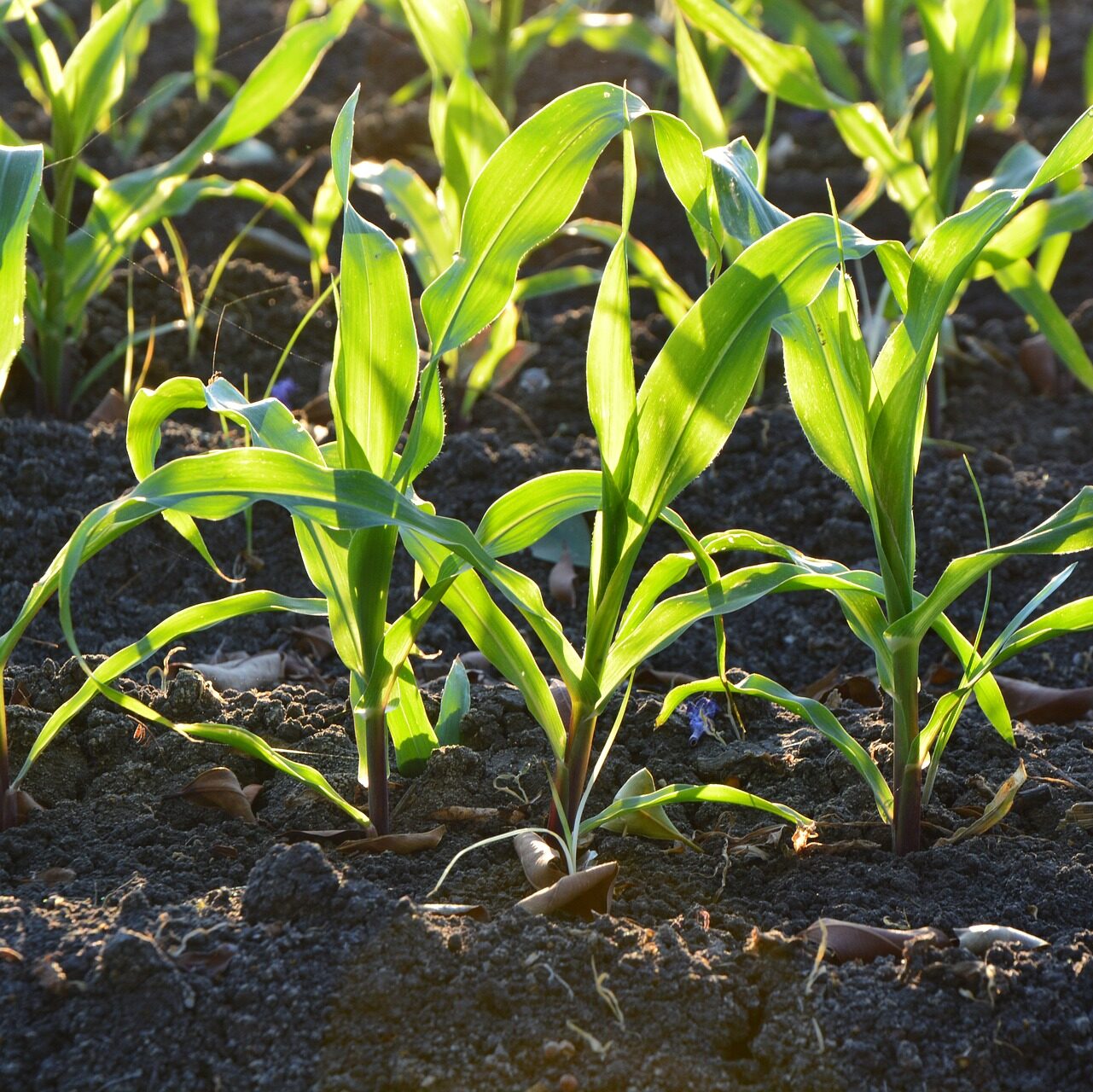 2025 Nutrient Management Regional Meetings