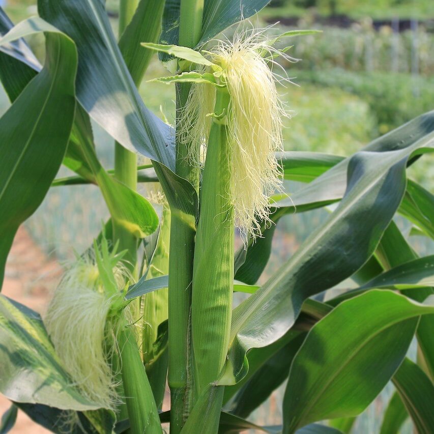 Corn