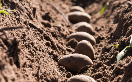 ▶From Soil Sensors to Nitrogen Decisions: New Technologies for Wisconsin Agriculture