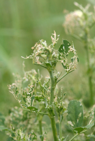 Alfalfa leaf damage from weevil feeding, where insects have eaten leaf tissue between veins, leaving a lacy appearance.