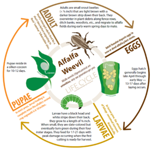 Managing Alfalfa Weevil in Wisconsin Alfalfa Fields – Crops and Soils