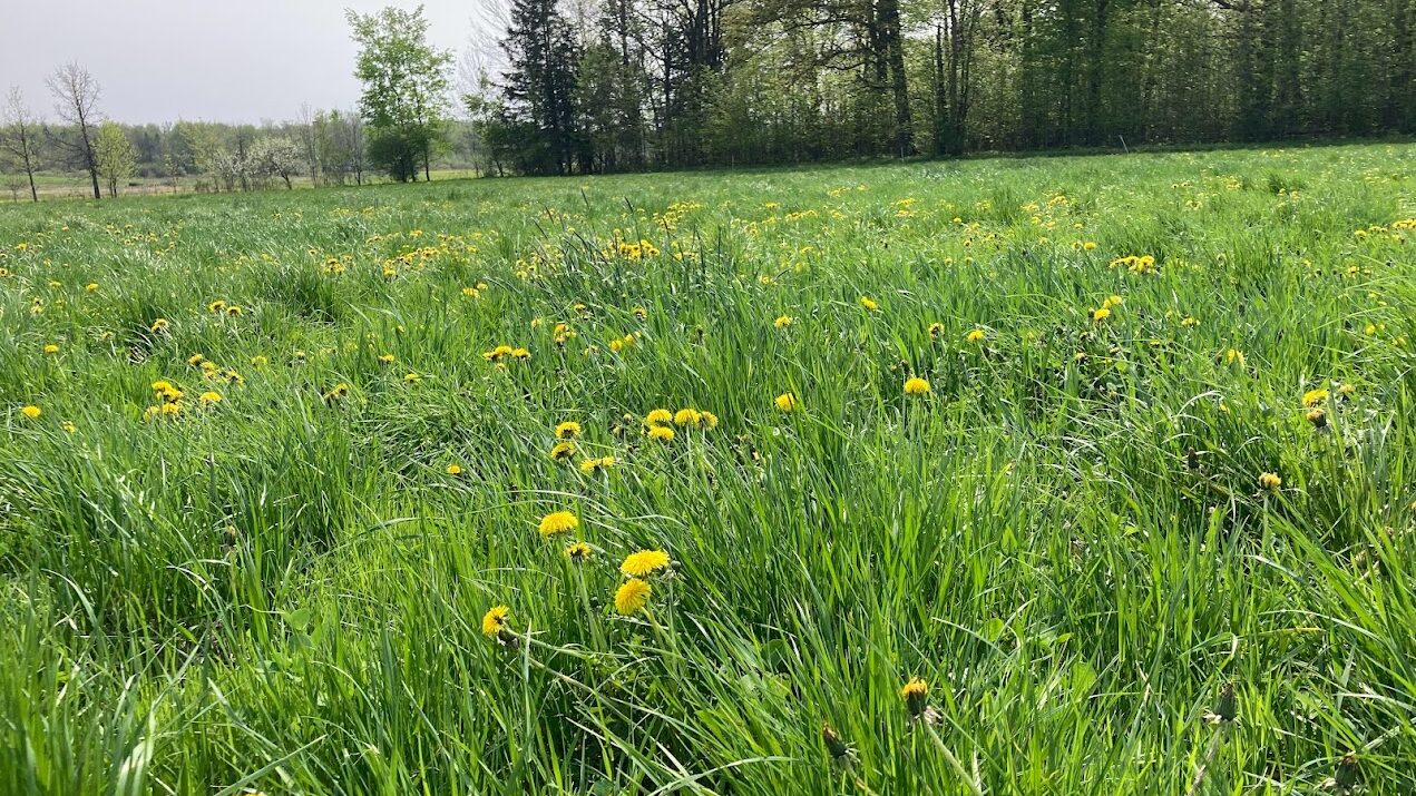 Photo of a pasture in spring with dandilions and a tree line in the background