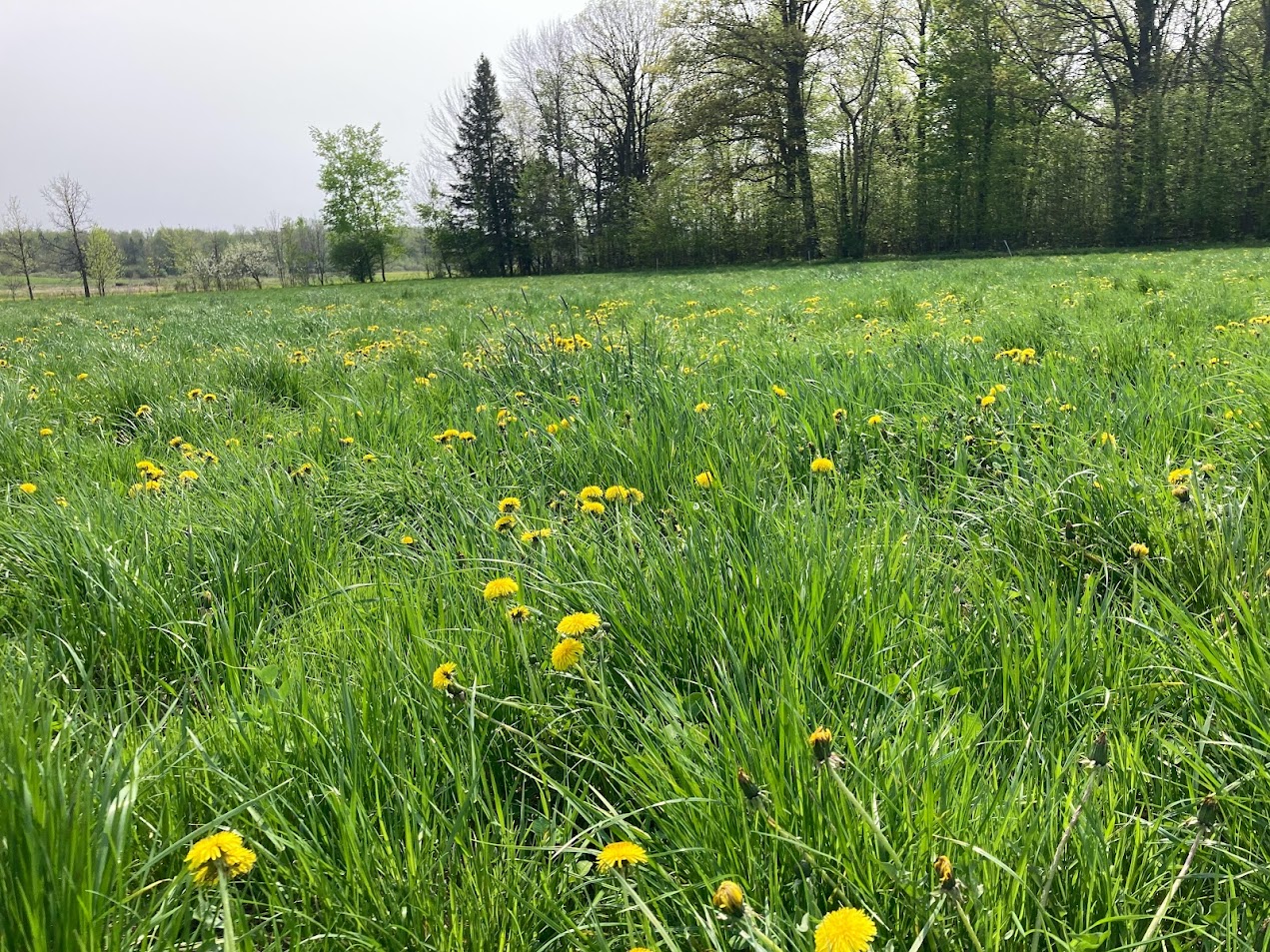 Photo of a pasture in spring with dandilions and a tree line in the background