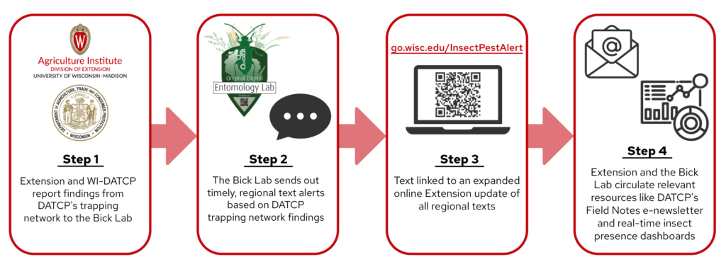 A process map diagramming the four steps of the Insect Pest Text Alert service from the Back Lab, UW–Madison Extension, and Wisconsin Department of Agriculture, Trade, and Consumer Protection. Step 1 reads, "Extension and WI-DATCP report findings from DATCP's trapping network to the Bick Lab." Step two reads, "The Bick Lab sends out timely, regional text alerts based on DATCP trapping network findings." Step three is, "Text linked to an expanded online Extension update of all regional texts," and step four reads, "Extension and the Bick Lab circulate relevant resources like DATCP's Field Notes e-newsletter and real-time insect presence dashboards."