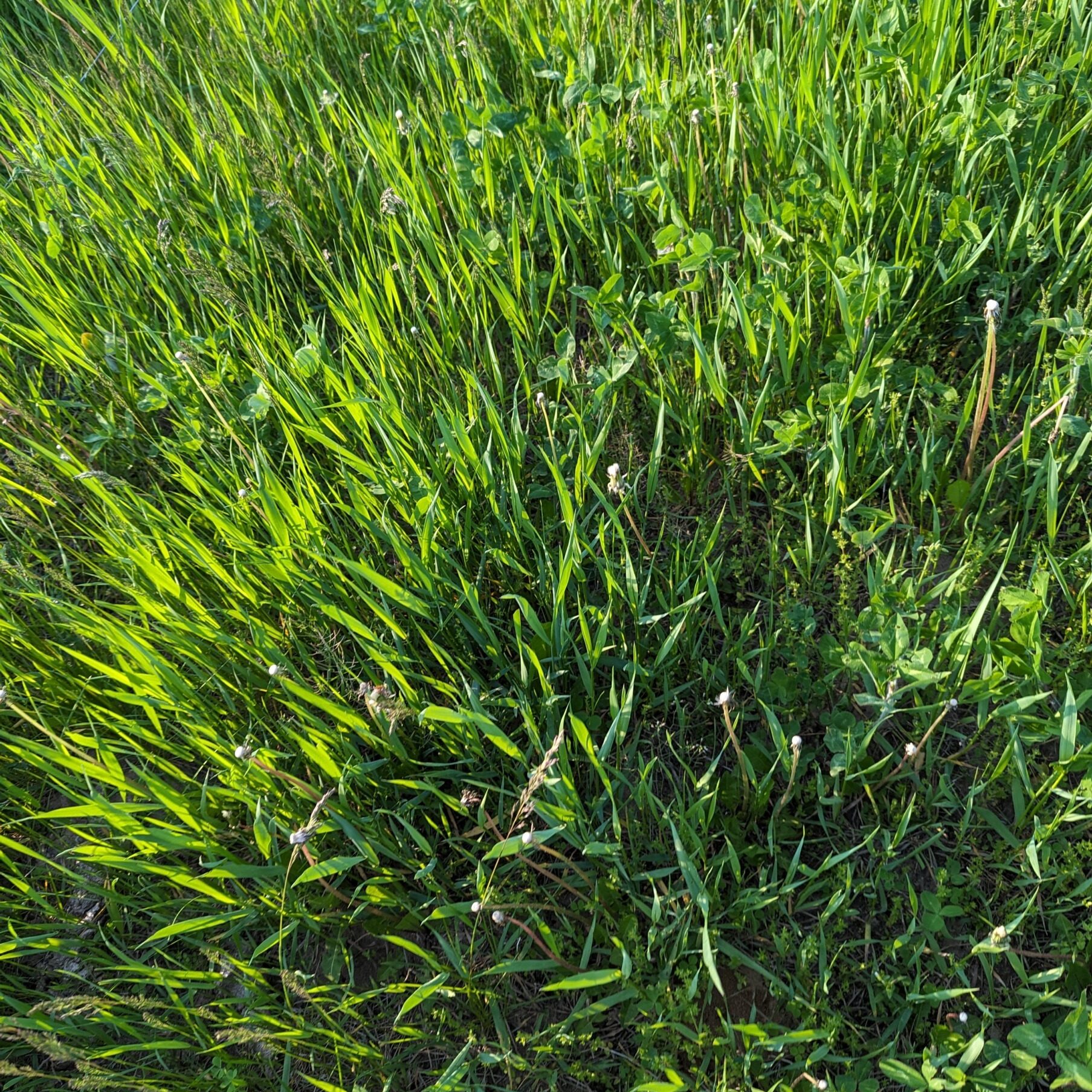 Pasture grass