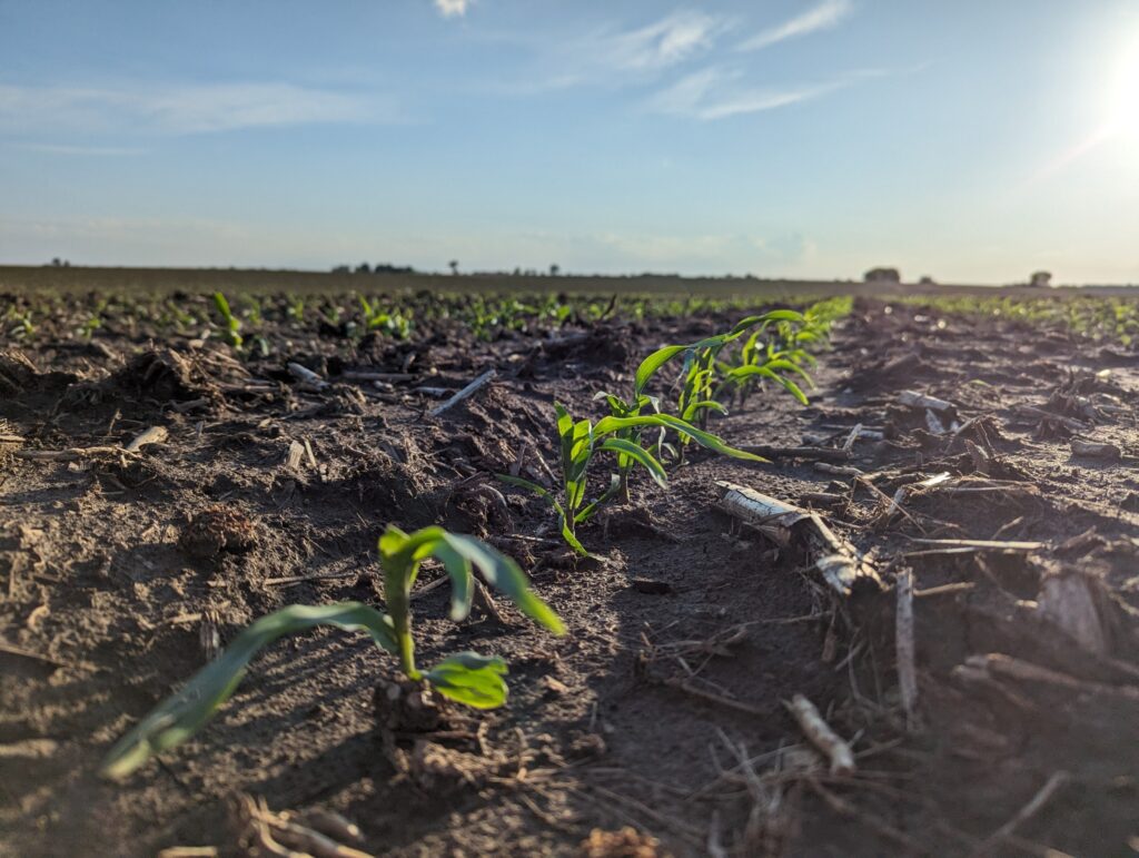 Young corn growing in lush, dark soil