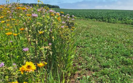 Pollinator-Friendly Management in Dairy Farms Survey