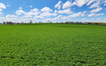 Photo of an alfalfa field in the spring on a sunny day with blue sky and clouds