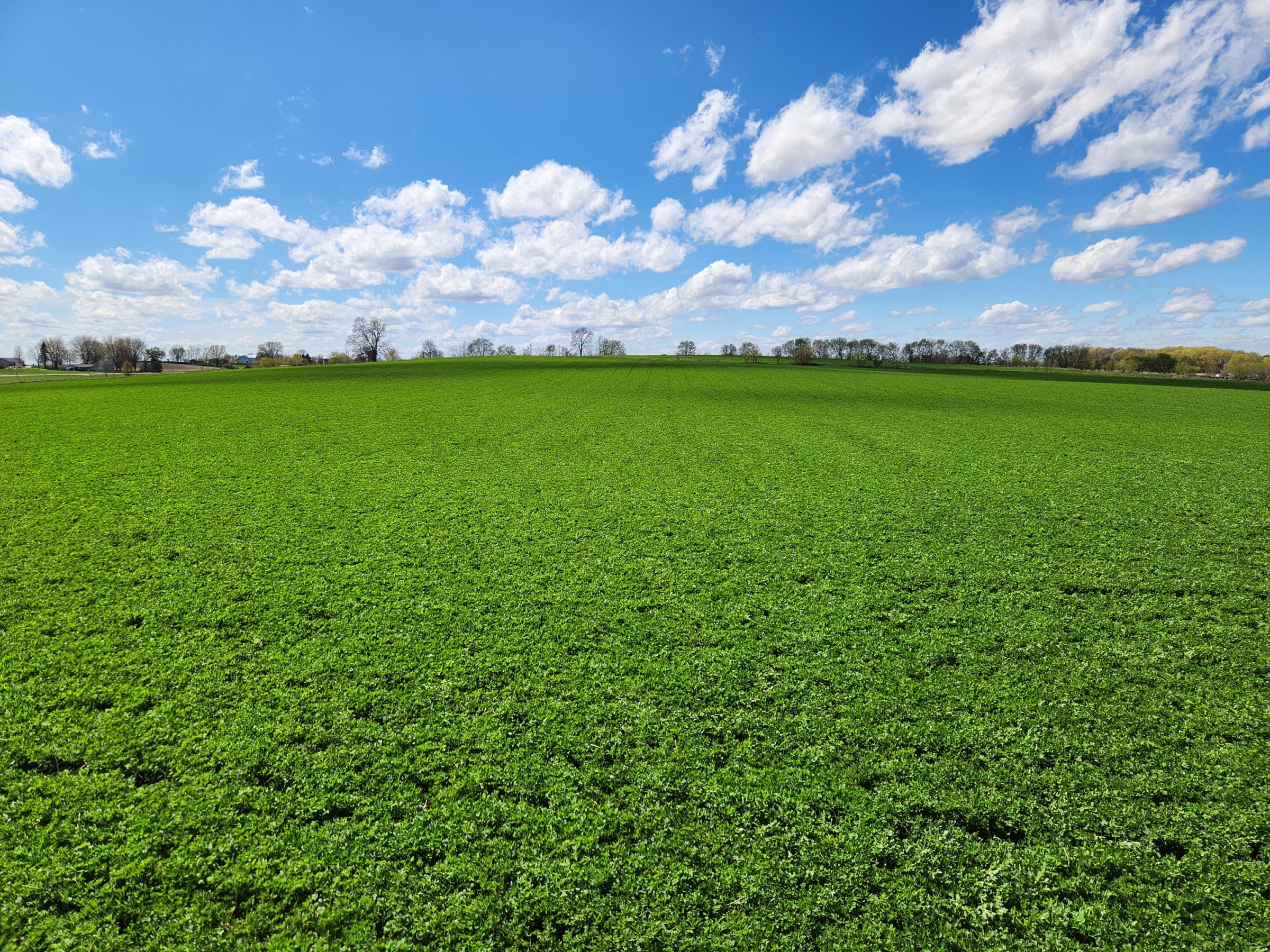 Photo of an alfalfa field in the spring on a sunny day with blue sky and clouds
