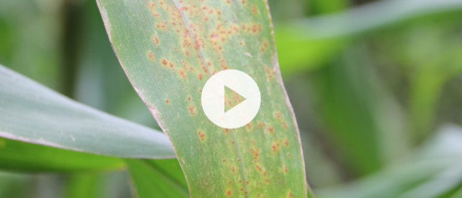 ▶ Watch: Early season field crop disease considerations
