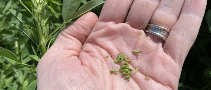 Managing Alfalfa Weevil in Wisconsin Alfalfa Fields