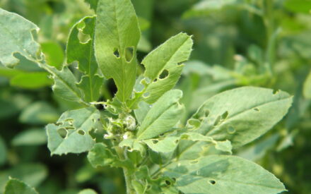 ▶ 2026 Wisconsin Insect Pest Outlook