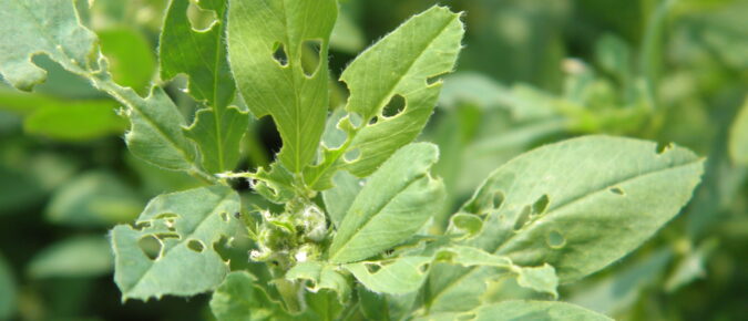 ▶ 2026 Wisconsin Insect Pest Outlook