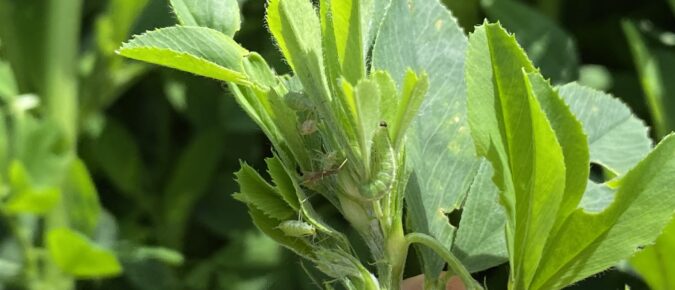 ▶ Forage Insect Pest Update