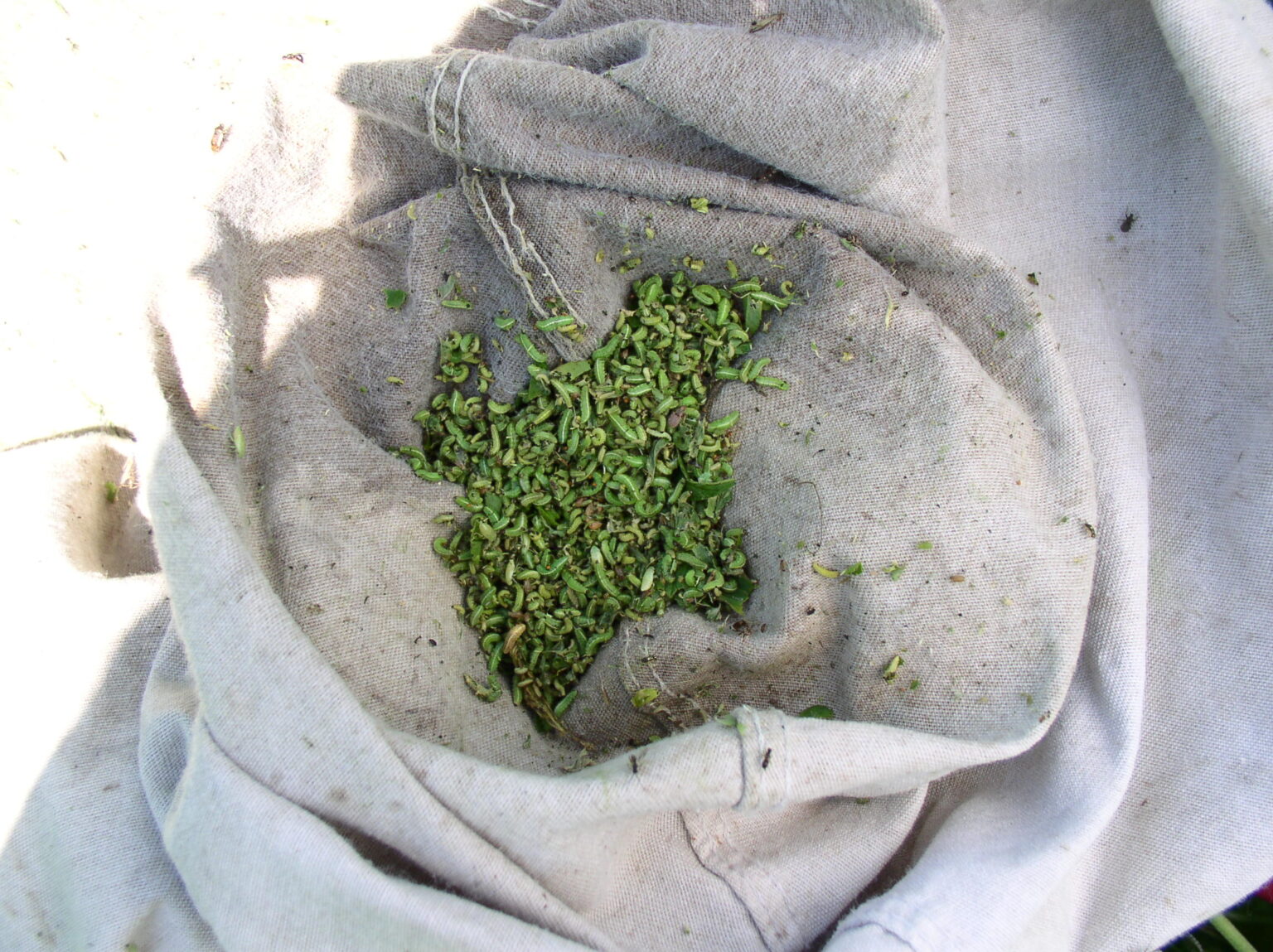 Managing Alfalfa Weevil in Wisconsin Alfalfa Fields – Crops and Soils