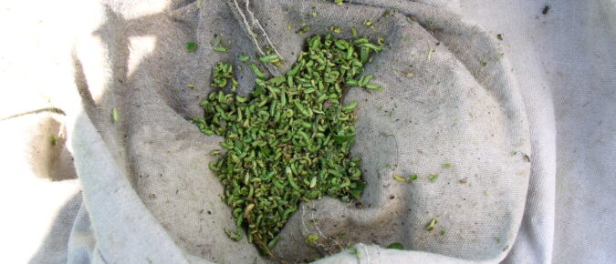 ▶ Basic Insect Identification for Crop Scouts