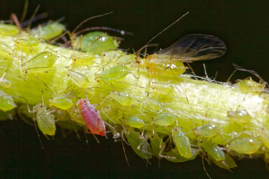 Aphids on plant stem