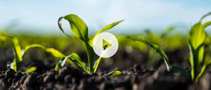 ▶ Watch: Nitrogen Rate and Timing Considerations