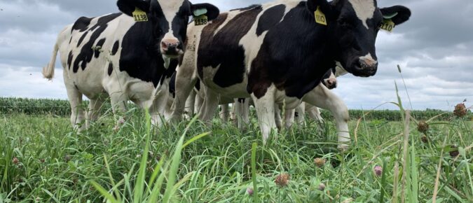 Field Notes Episode 18: Dairy Heifer Grazing