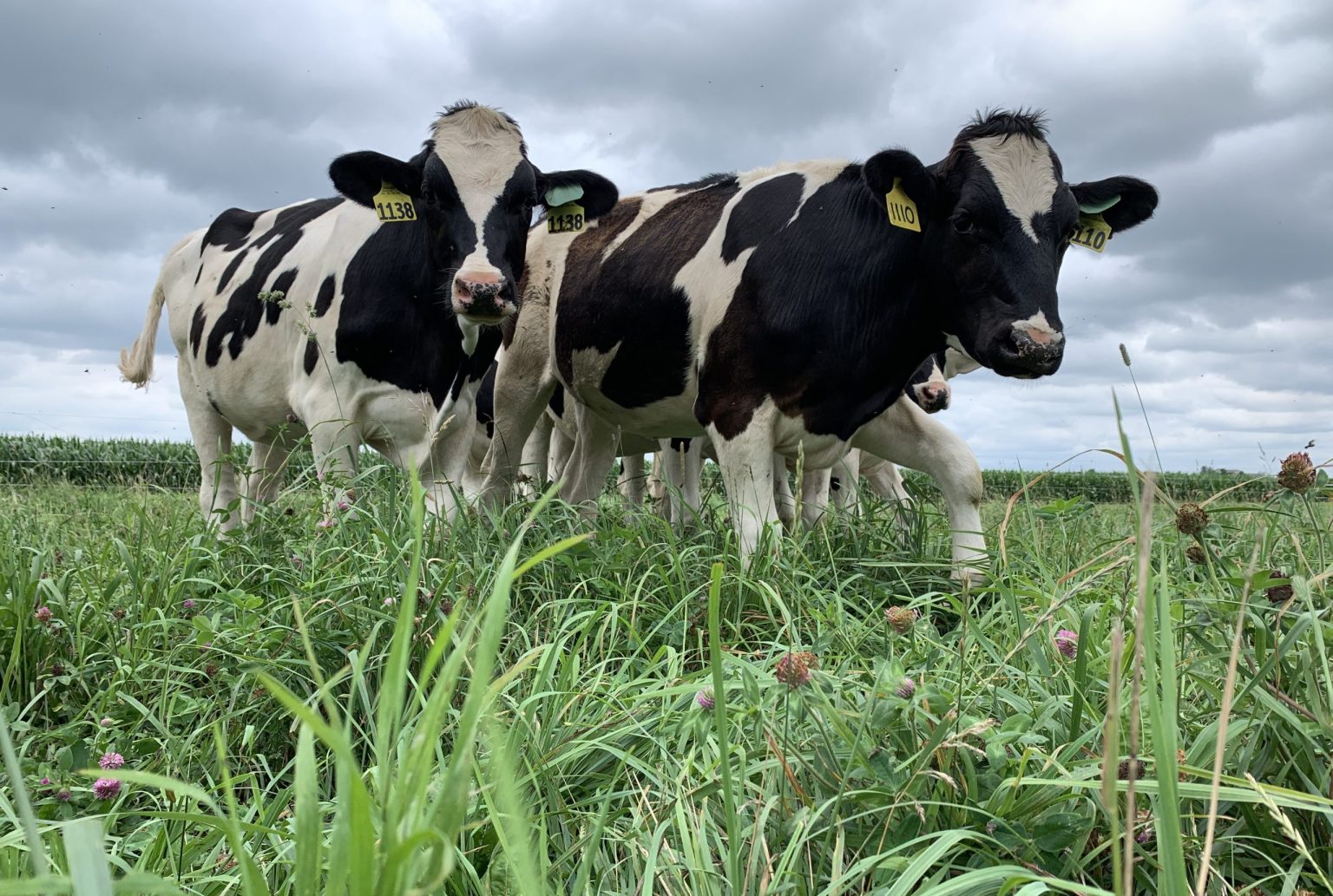 Holstein dairy heifers in pasture