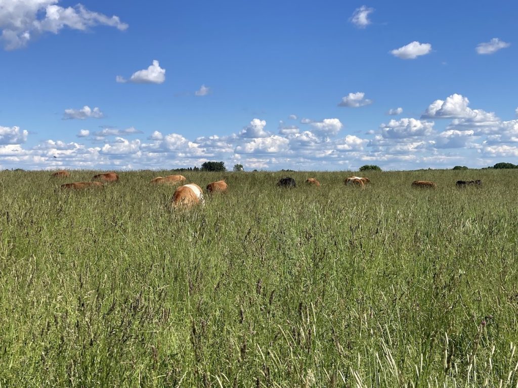 A scenic view of a tall pasture under a clear blue sky dotted with white clouds. Several cows are grazing in the distance, scattered across the field.