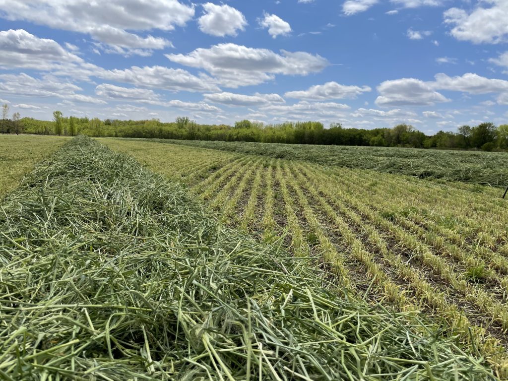 Mowed hay field with cover crops