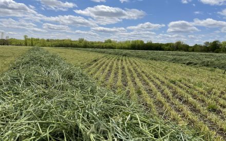 Spring Cover Crop Termination Considerations