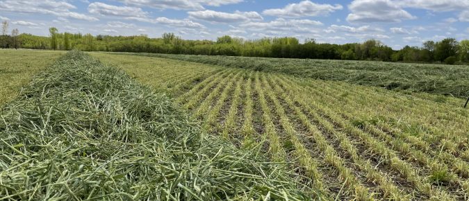 Spring Cover Crop Termination Considerations