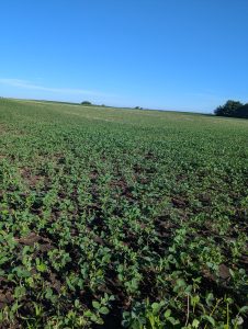 Early Season Insect Scouting In Soybean Crops And Soils