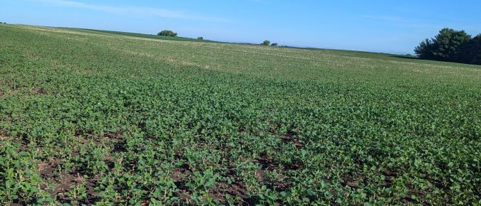 ▶ 2025 Corn and Soybean Weed Management: Field Observations and Research Updates