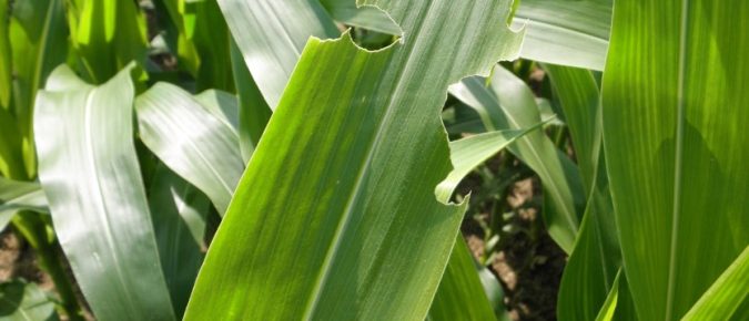 Managing True Armyworm in Wisconsin  Corn and Small Grain Fields