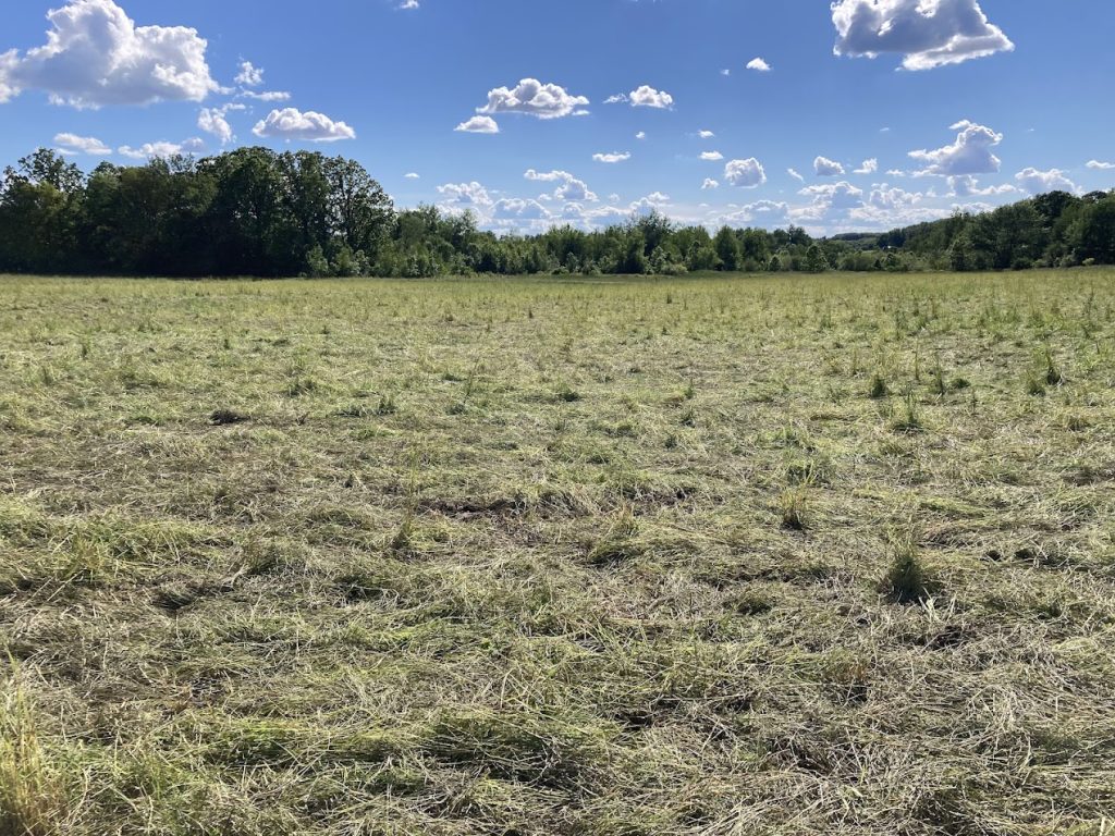 A short pasture with freshly grazed and trampled grass under a clear blue sky dotted with fluffy white clouds. In some places, there are large tufts of pasture grasses sticking up while other areas have been flattened by hoof traffic. 