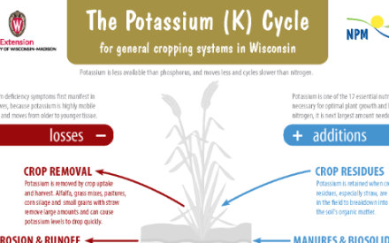Elevate your knowledge of the potassium cycle