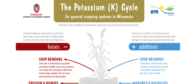 Elevate your knowledge of the potassium cycle