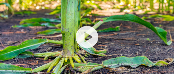 ▶ Watch: Fine tuning crop nutrients with PSNTs and plant tissue tests