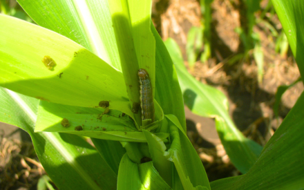 True armyworm and frass in corn whorl