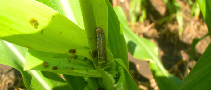 Managing True Armyworm in Wisconsin Corn and Small Grain Fields