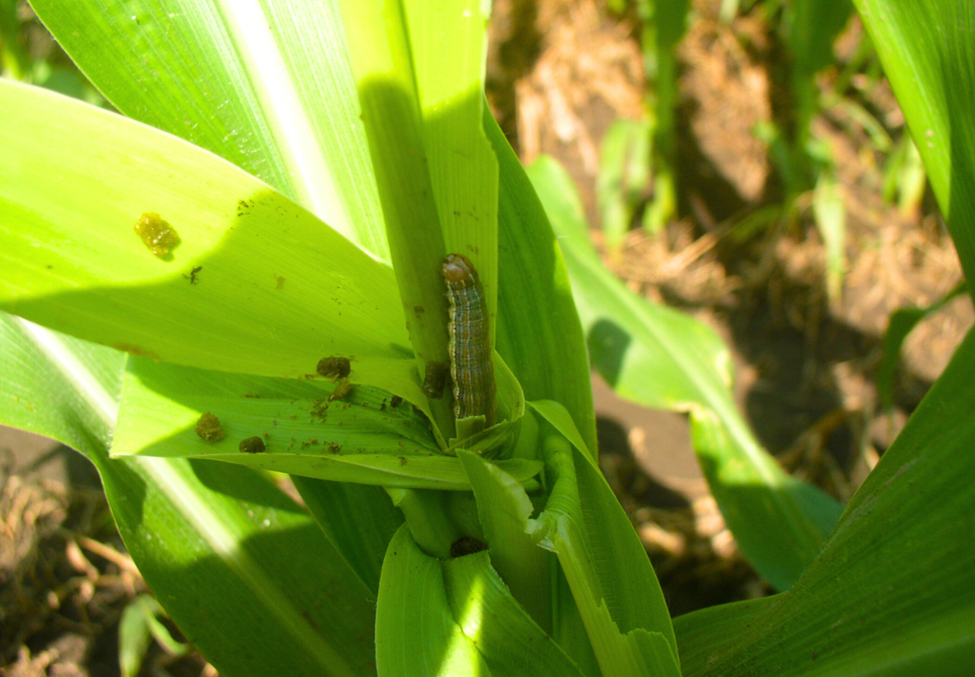 True armyworm larva crawling up corn whorl. Frass is present on lower leaves.
