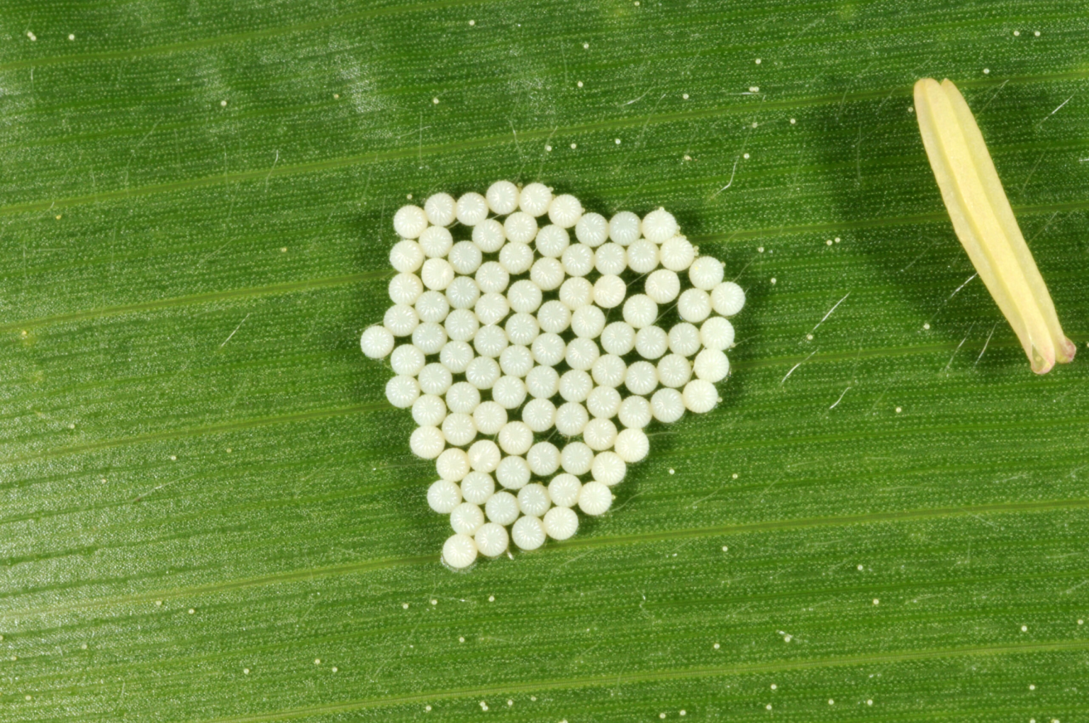 Small mass of cream-colored eggs on corn leaf.