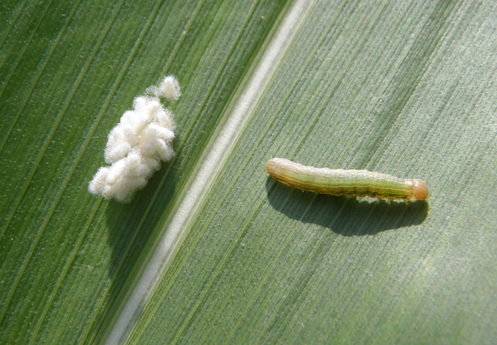 True armyworm larva on corn leaf. A bundle of fuzzy, white parasitoid eggs lay nearby on the leaf.